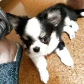 チワワ(ロング)【東京都・女の子・2025年6月5日・ブラックタンホワイト】の写真4「ララミ4」