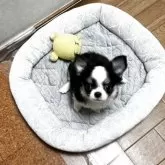 チワワ(ロング)【東京都・女の子・2025年6月5日・ブラックタンホワイト】の写真5「ララミ5」