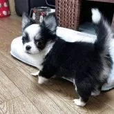 チワワ(ロング)【東京都・女の子・2025年6月5日・ブラックタンホワイト】の写真7「ララミ7」