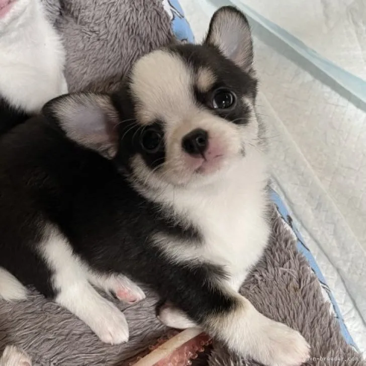 ID：2310-02139の子犬
