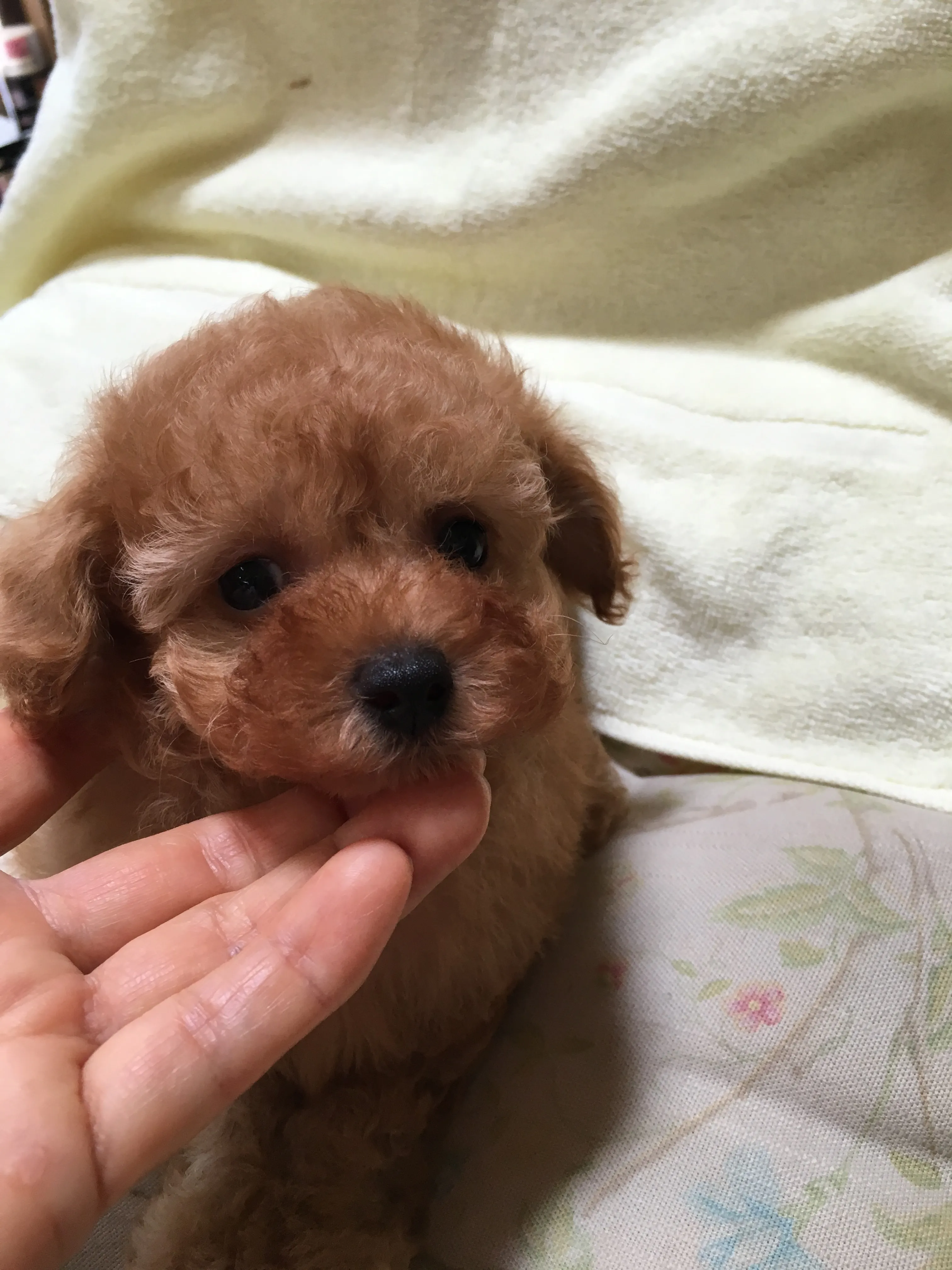 ID：1608-01879の子犬