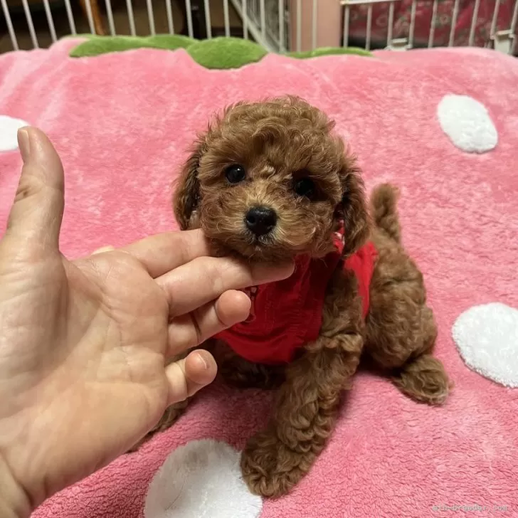ID：2409-04467の子犬