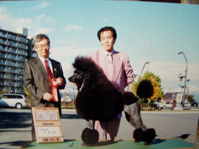 よりよい犬質をめざして日夜努力しています（ﾊﾝﾄﾞﾗｰは私です｜薮内　耕二(やぶうち　こうじ)ブリーダー(三重県・シベリアンハスキーなど・JKC登録)の紹介写真2