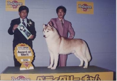 よりよい犬質をめざして日夜努力しています（ﾊﾝﾄﾞﾗｰは私です｜薮内　耕二(やぶうち　こうじ)ブリーダー(三重県・シベリアンハスキーなど・JKC登録)の紹介写真3