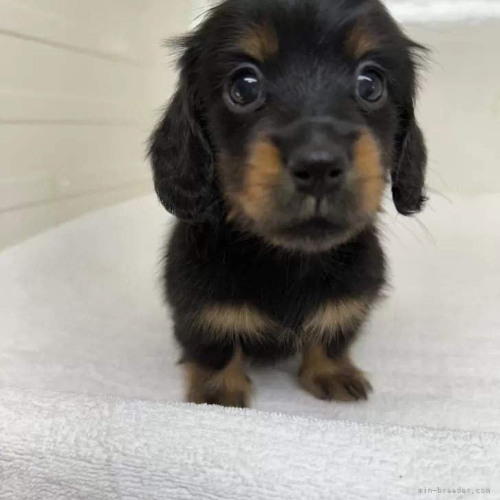 ID：2411-03311の子犬