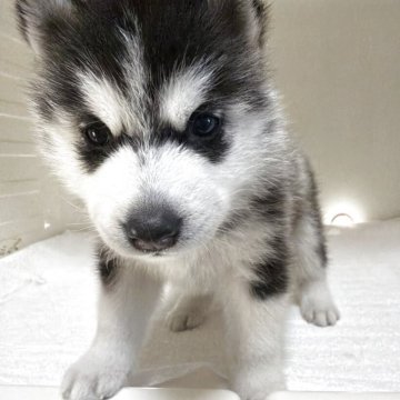 シベリアンハスキー【三重県・女の子・2025年10月20日・ブラック&ホワイト】の写真「離乳食いっぱい食べてすくすく育っています」