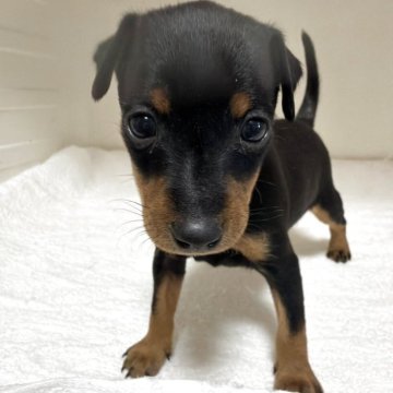 ミニチュアピンシャー【三重県・女の子・2025年11月8日・ブラック&タン】の写真「離乳食いっぱい食べてすくすく育っています」