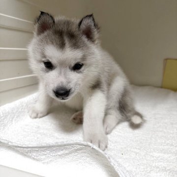 シベリアンハスキー【三重県・男の子・2025年10月16日・シルバー&ホワイト】の写真「離乳食いっぱい食べてすくすく育っています」