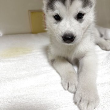 シベリアンハスキー【三重県・女の子・2025年10月16日・シルバー&ホワイト】の写真「離乳食いっぱい食べてすくすく育っています」