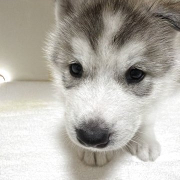 シベリアンハスキー【三重県・男の子・2025年10月20日・シルバー&ホワイト】の写真「離乳食いっぱい食べてすくすく育っています」
