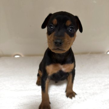 ミニチュアピンシャー【三重県・男の子・2025年11月8日・ブラック&タン】の写真「離乳食いっぱい食べてすくすく育っています」