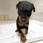 ミニチュアピンシャー