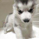 シベリアンハスキー