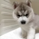 シベリアンハスキー