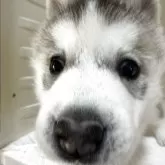 シベリアンハスキー