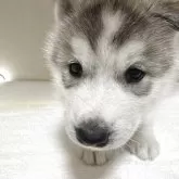 シベリアンハスキー