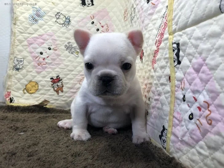 ID:1712-00454の子犬