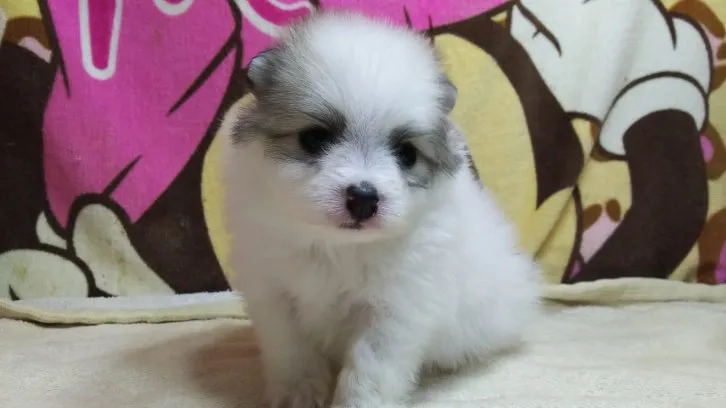 ID：1610-01132の子犬