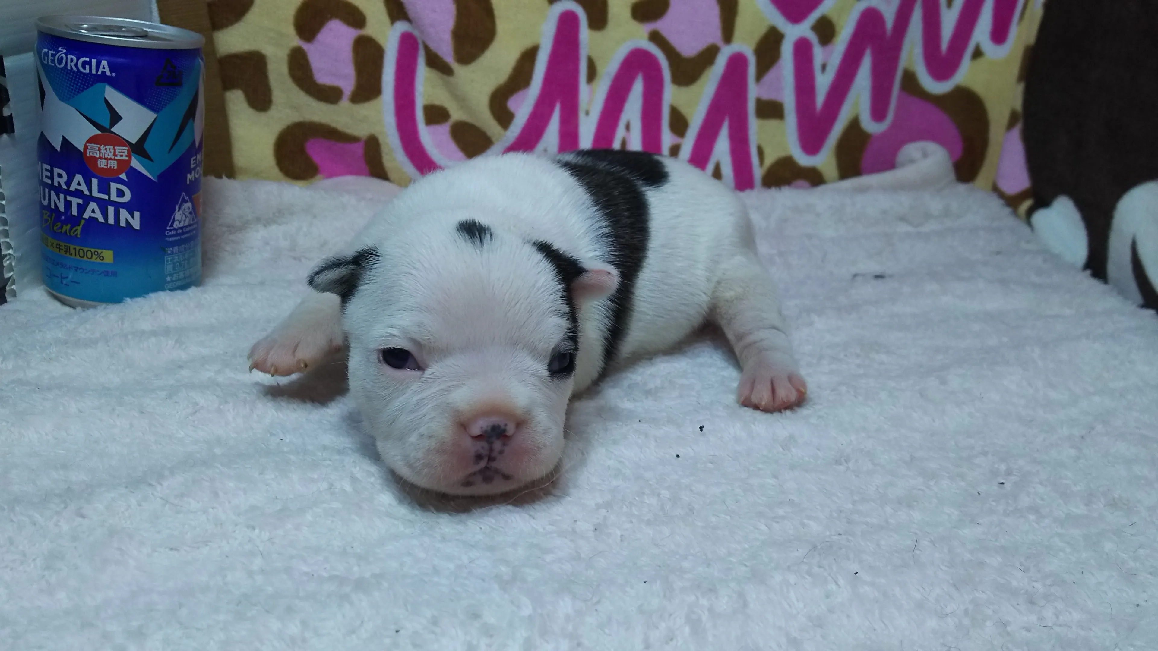 ID:1604-00981の子犬