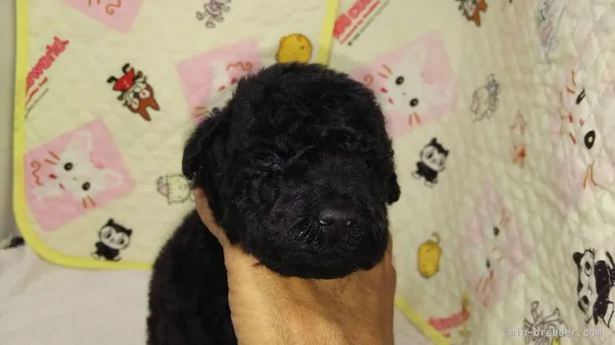 ID：1510-00159の子犬