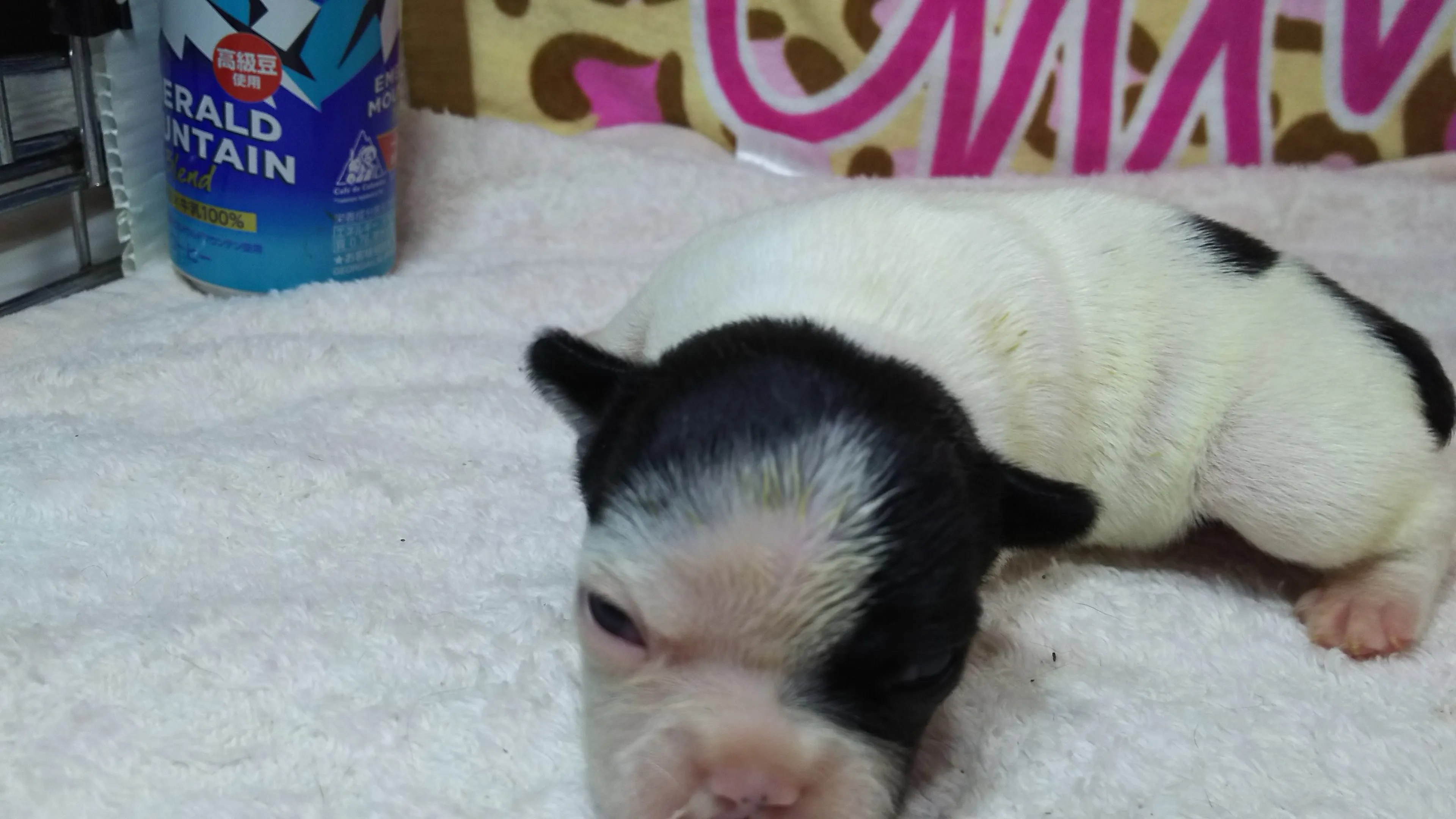 ID:1604-00984の子犬