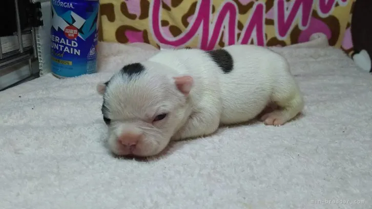 ID:1604-00982の子犬