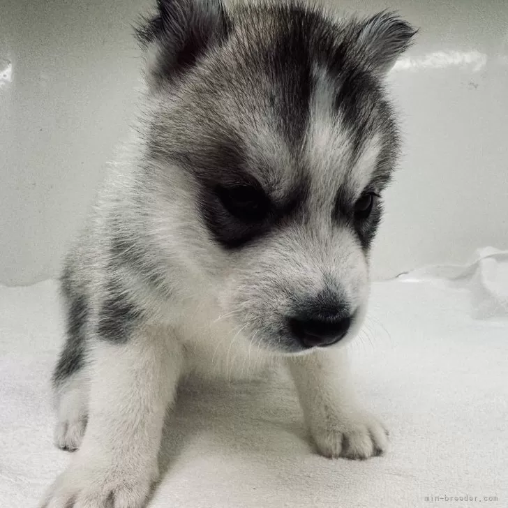 ID:2312-04786の子犬