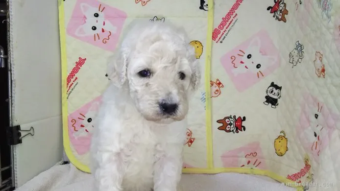 ID：1510-00152の子犬