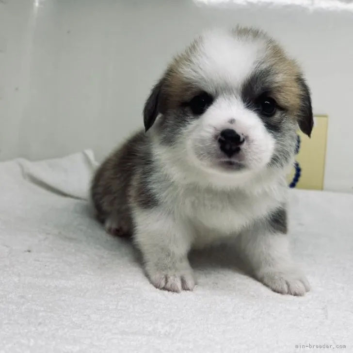 ID:2308-05287の子犬