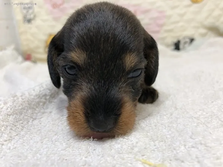 ID：1806-02443の子犬