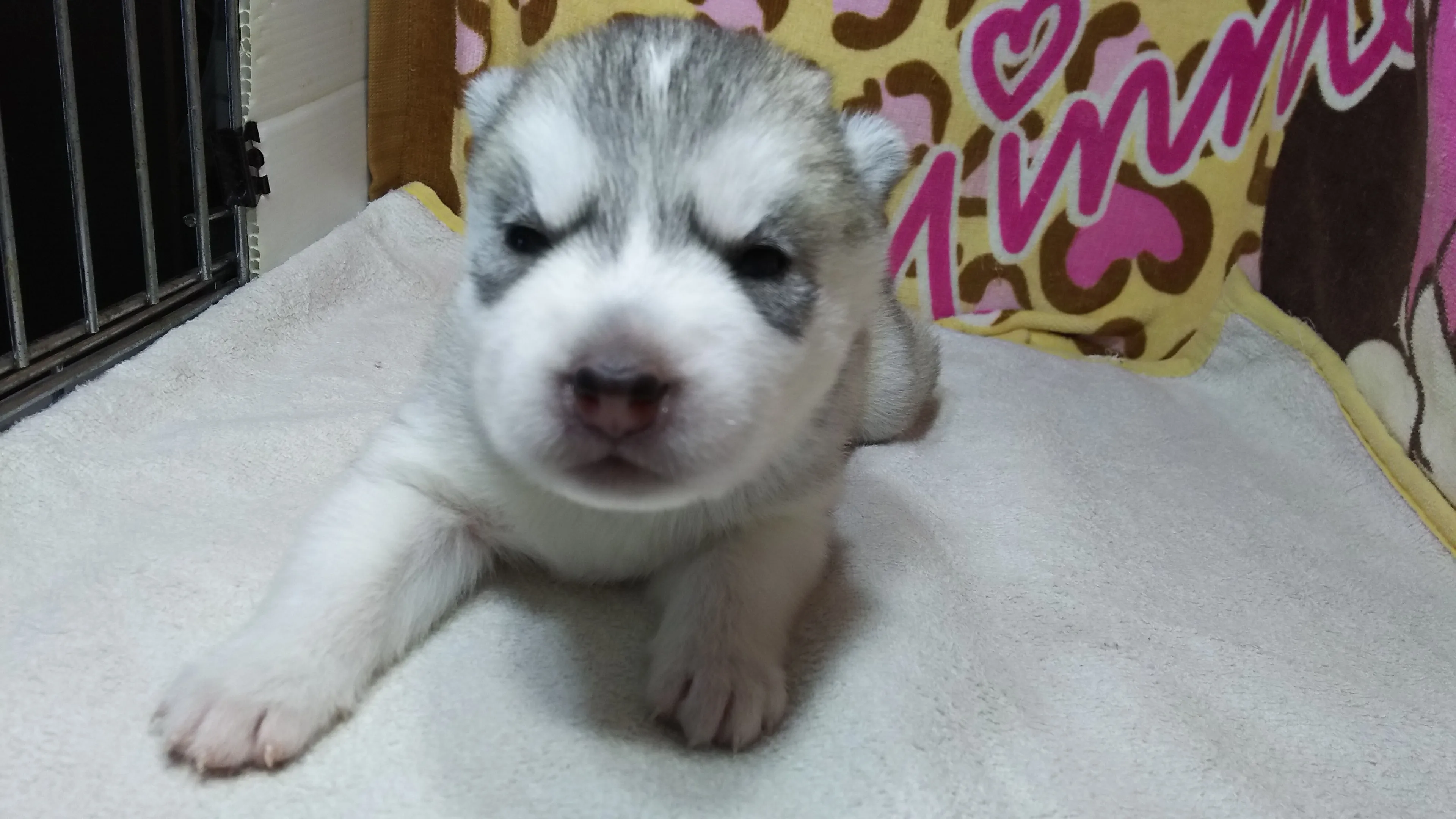 ゆきちゃん 様のお迎えした子犬