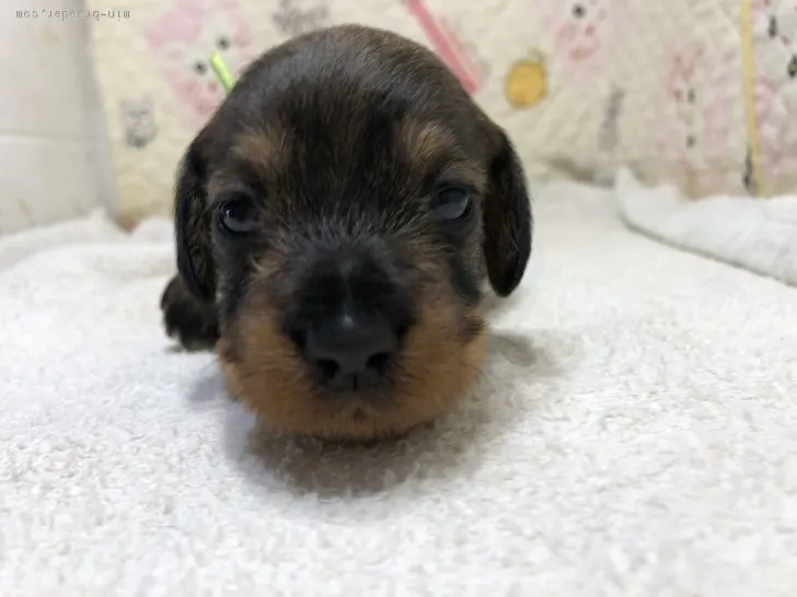 ID：1806-02432の子犬