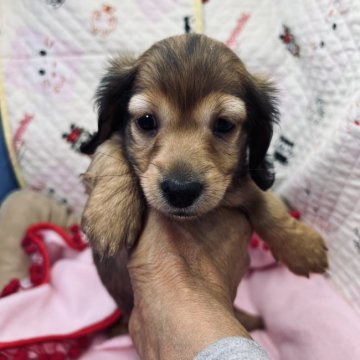 ミニチュアダックスフンド(ロング)【三重県・女の子・2021年11月14日・レッド】の写真「お父さんはカニンヘンダックス」