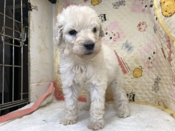 スタンダードプードル【三重県・女の子・2018年8月17日・ホワイト】の写真「お父さんはJKCチャンピオン」