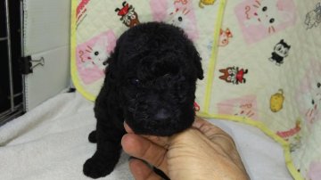 ケリーブルーテリア【三重県・男の子・2015年9月7日・ブルーかシルバーブルー】の写真「希少なケリーブルーテリア」