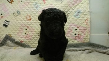 スタンダードプードル【三重県・女の子・2017年7月16日・ブラック】の写真「ブラック」