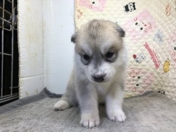 シベリアンハスキー【三重県・女の子・2018年2月23日・シルバー&ホワイト】の写真「綺麗な顔になります」