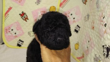 ケリーブルーテリア【三重県・男の子・2015年9月7日・ブルーか シルバーブルー】の写真「希少なケリーブルーテリア」