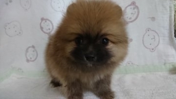 ポメラニアン【三重県・男の子・2017年2月8日・オレンジセーブル】の写真「ふわふわぼくちゃん」