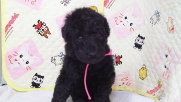 スタンダードプードル【三重県・男の子・2015年9月3日・シルバー ブラック】の写真「綺麗なお顔のﾌﾟｰﾄﾞﾙです」