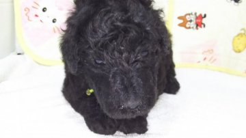 スタンダードプードル【三重県・男の子・2015年9月3日・シルバーかブルー】の写真「ｲｹﾒﾝｽﾀﾝﾌﾟｰ」