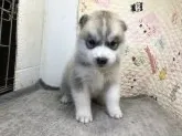 シベリアンハスキー【三重県・男の子・2018年2月23日・シルバー&ホワイト】の写真1
