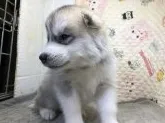 シベリアンハスキー【三重県・男の子・2018年2月23日・シルバー&ホワイト】の写真2