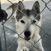 シベリアンハスキー【三重県・男の子・2024年3月20日・ブラック&ホワイト】の写真4