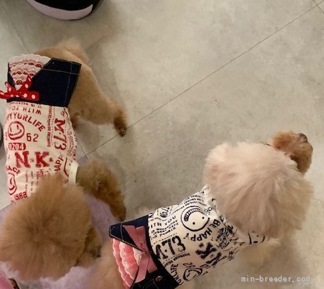 当ケネル繁殖　1.2kのティーカップ　K様所有犬　レッドとアプリコット｜中原　健蔵(なかはら　けんぞう)ブリーダー(広島県・ミニチュアシュナウザーなど・JKC登録)の紹介写真5