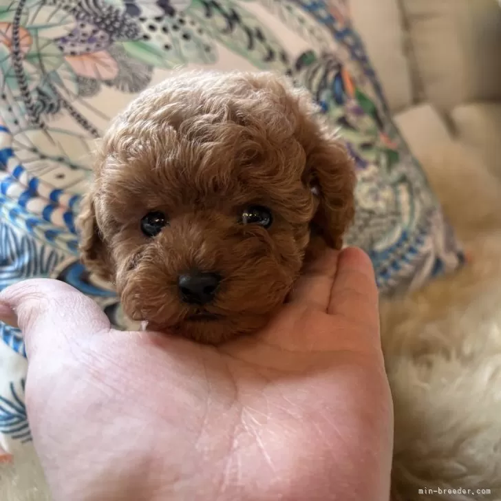 ID：2501-06661の子犬