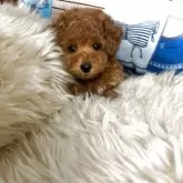 タイニープードル【広島県・男の子・2025年4月13日・レッドフォーン】の写真3