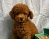 タイニープードル【広島県・男の子・2024年10月1日・レッドフォーン】の写真5「実物の毛色はもう少し濃いレッドです。」