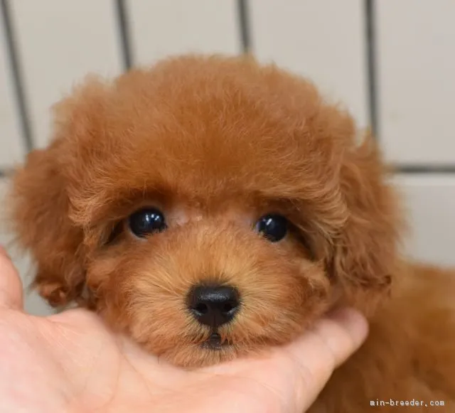 ID：1707-00408の子犬