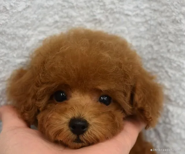 ID:1612-01452の子犬